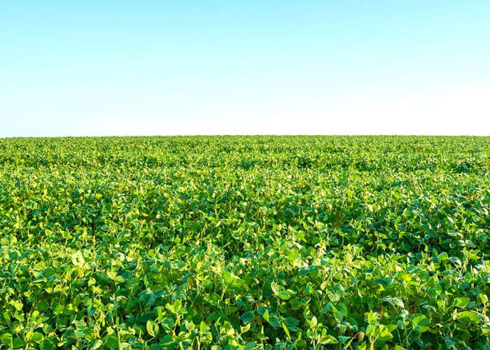 Finance and Investment in Bioenergy and Impact on the Environmentt