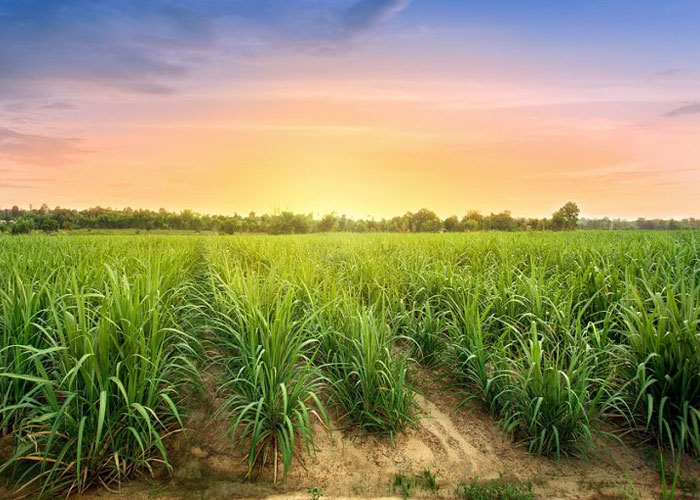 Finance and Investment in Bioenergy and Impact on the Environment