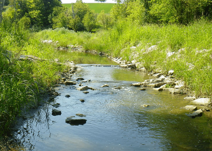Limitations of Soil Bioengineering for Watershed Restoration