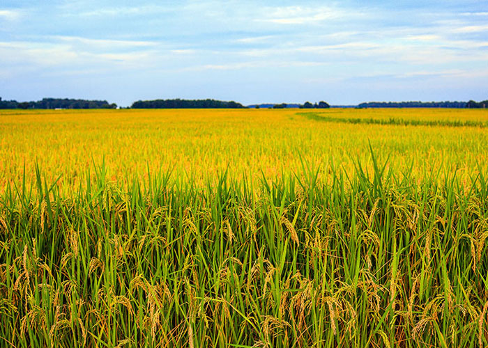 Water-Intensive Food Crops and Its Effect on Water Availabilityy