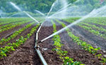 Water-Intensive Food Crops and Its Effect on Water Availability