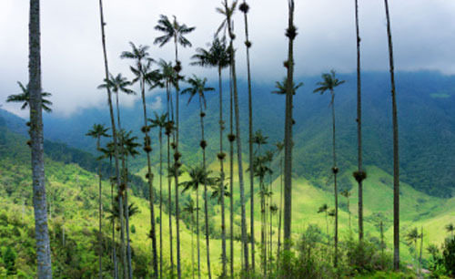 Finance and Investment in Bioenergy and Impact on the Environment