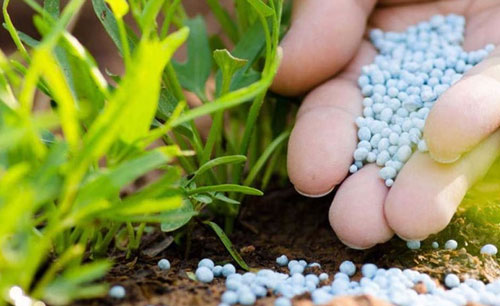 Nitrogen Pollution From Agriculture Is a Growing Issue for Drinking Water